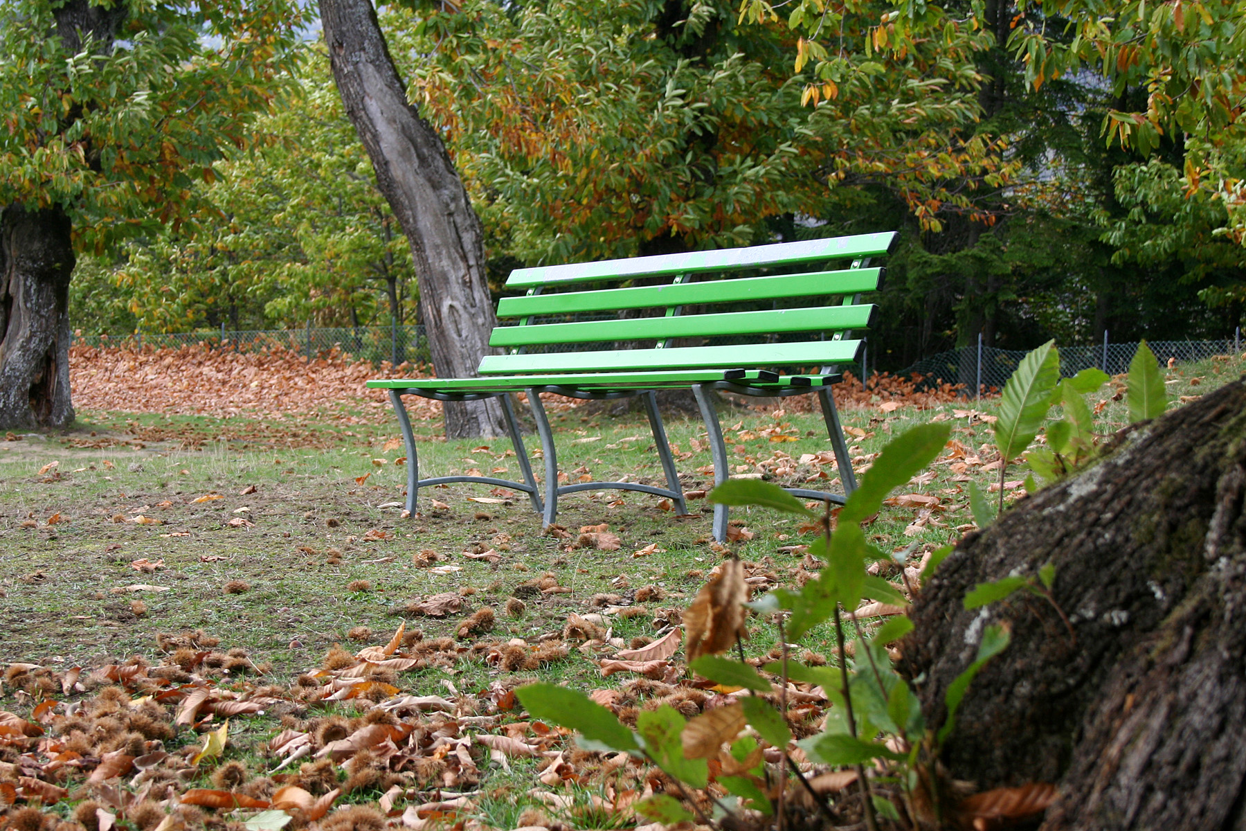 Una panchina verde in un bosco di Montecreto, con le foglie d'autunno sul prato