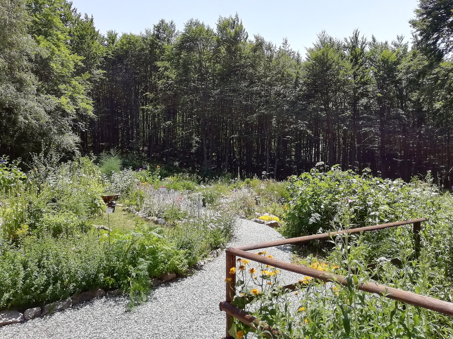 Aiuole di piante di montagna lungo un vialetto del Giardino botanico Esperia, al margine della faggeta